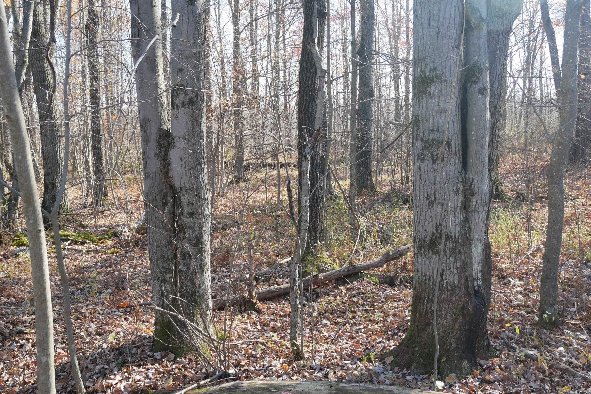 +/-5.17 Acres County Line Road Property Photo 1