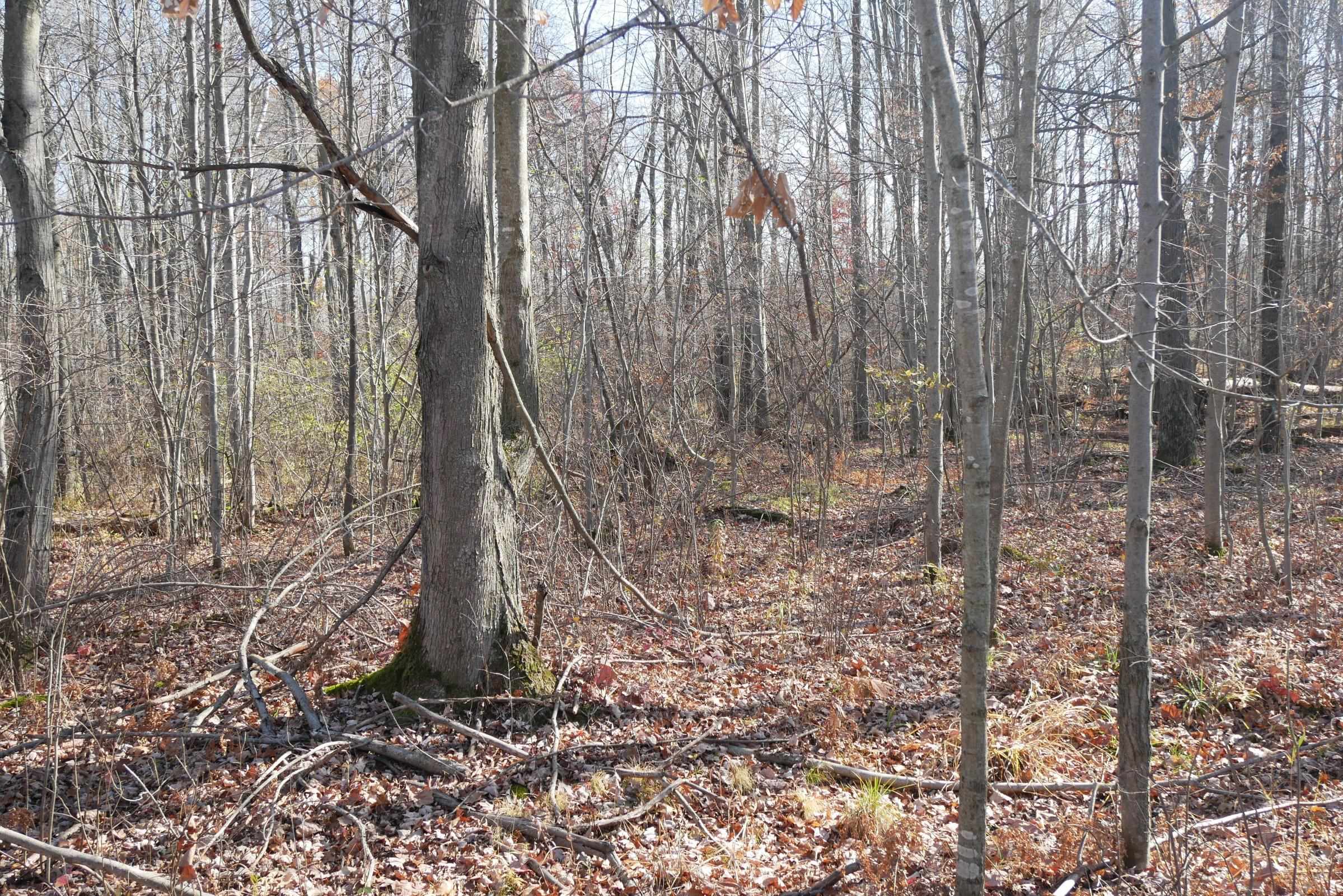 +/-5.17 Acres County Line Road Property Photo 2