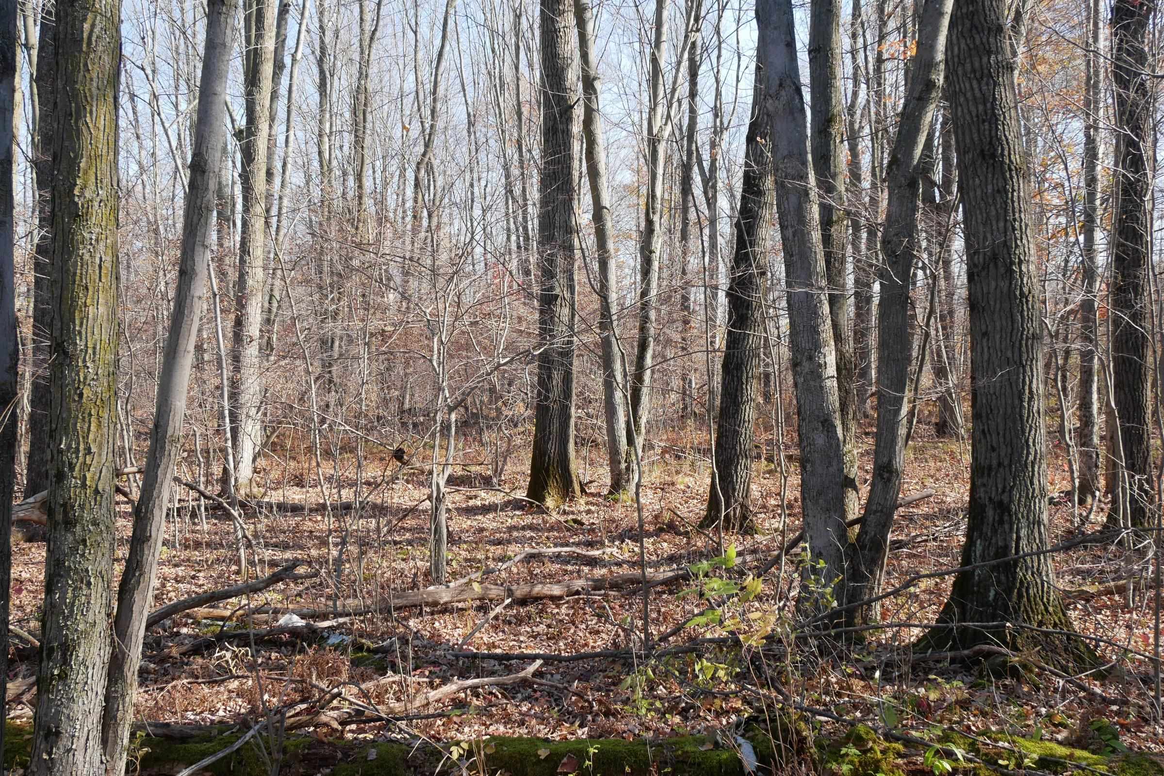 +/-5.17 Acres County Line Road Property Photo 3