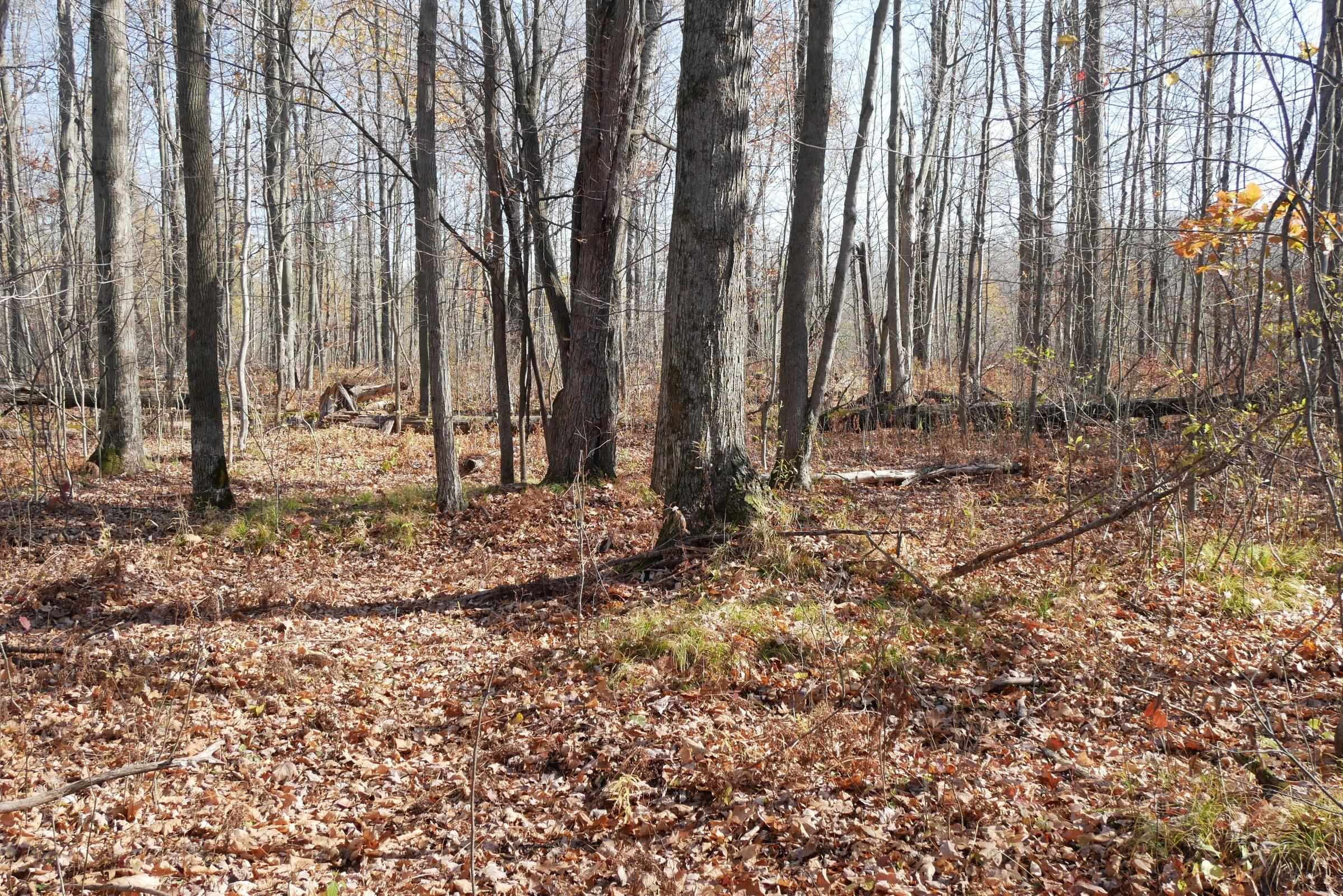 +/-5.17 Acres County Line Road Property Photo 4