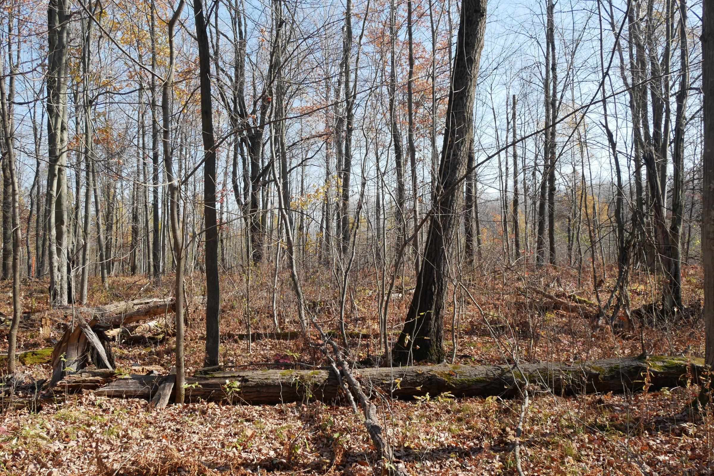 +/-5.17 Acres County Line Road Property Photo 5