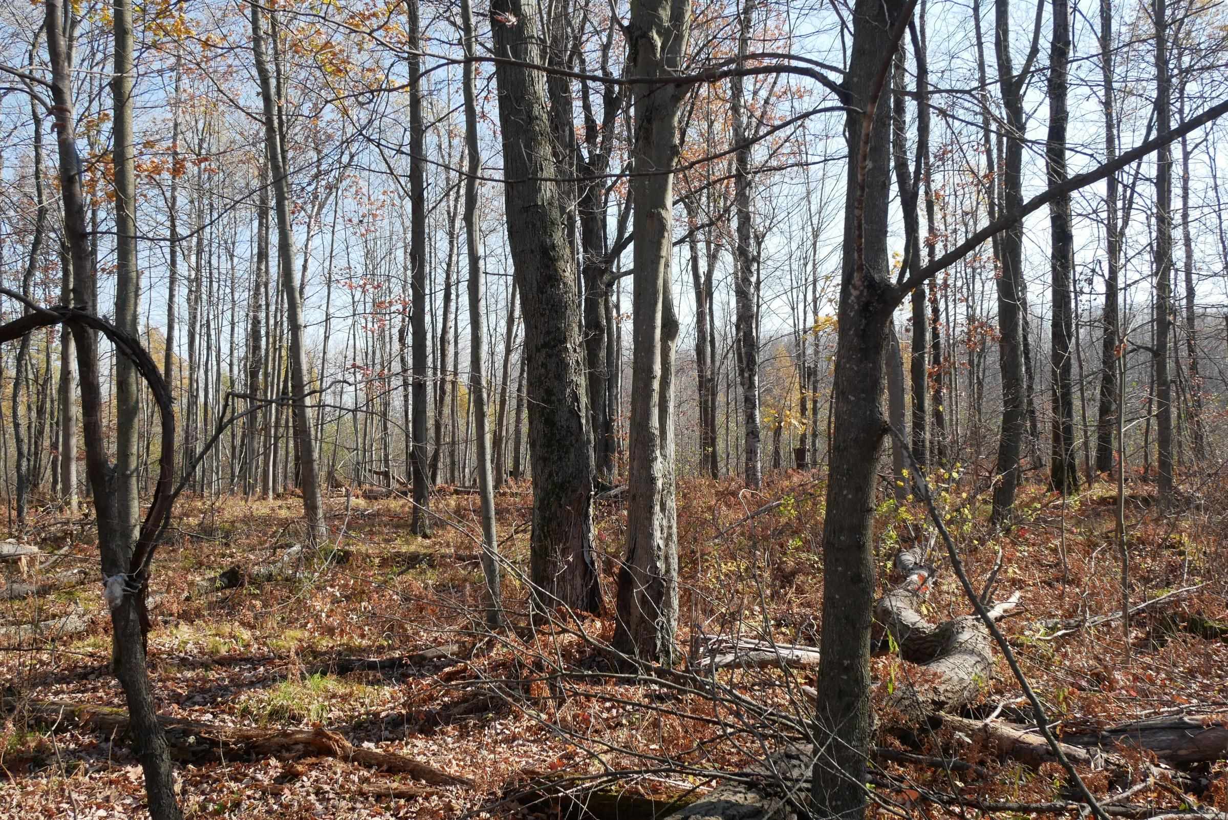 +/-5.17 Acres County Line Road Property Photo 6