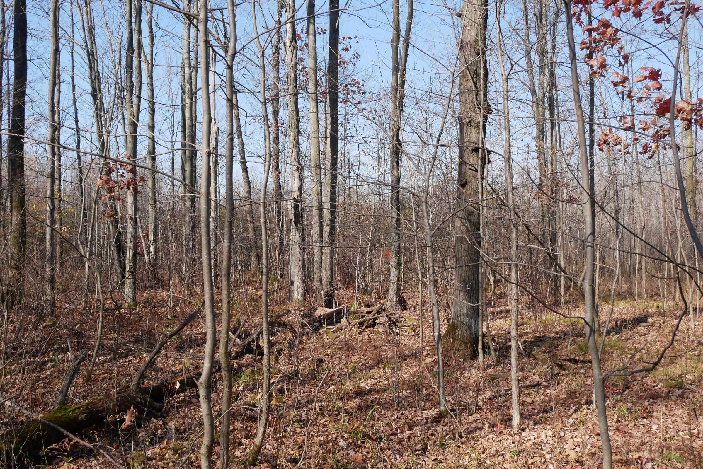 +/-5.17 Acres County Line Road Property Photo 7