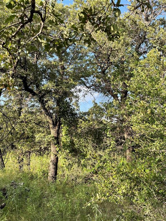 Tract 3 (32 Ac) Fm 600 Property Photo 13