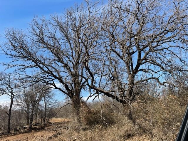 Tract 3 (32 Ac) Fm 600 Property Photo 15