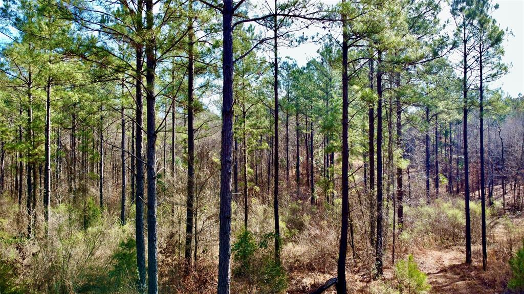 0 Old Plain Dealing Road Property Photo 4