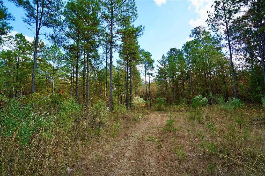 0 Old Plain Dealing Road Property Photo 11