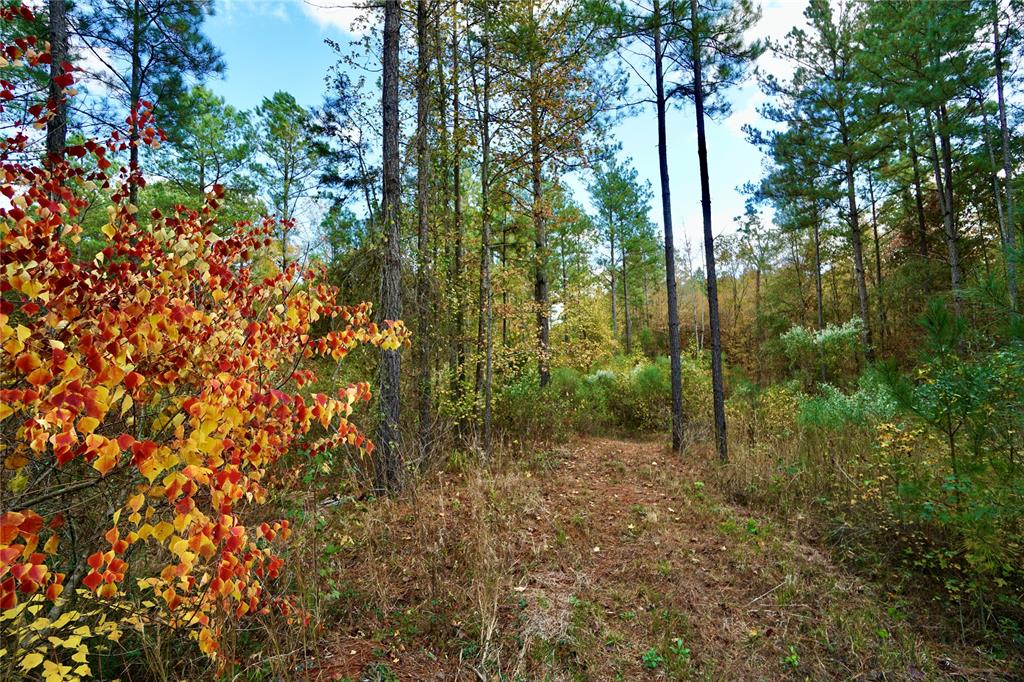 0 Old Plain Dealing Road Property Photo 12