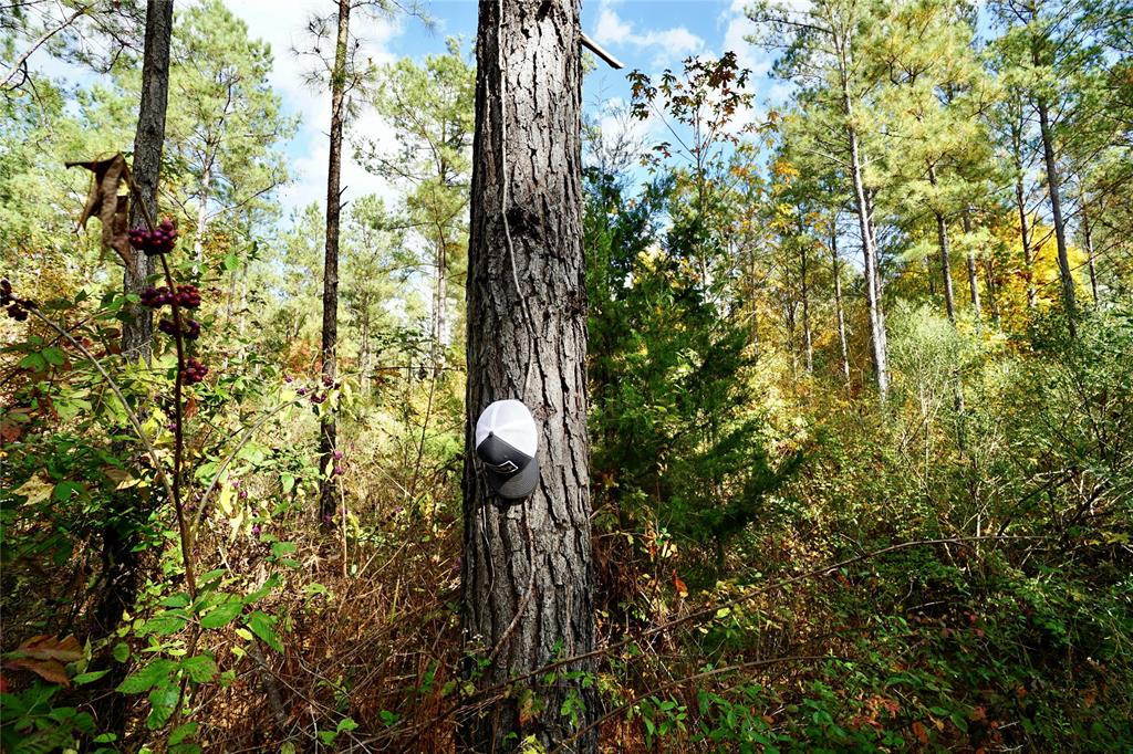 0 Old Plain Dealing Road Property Photo 13