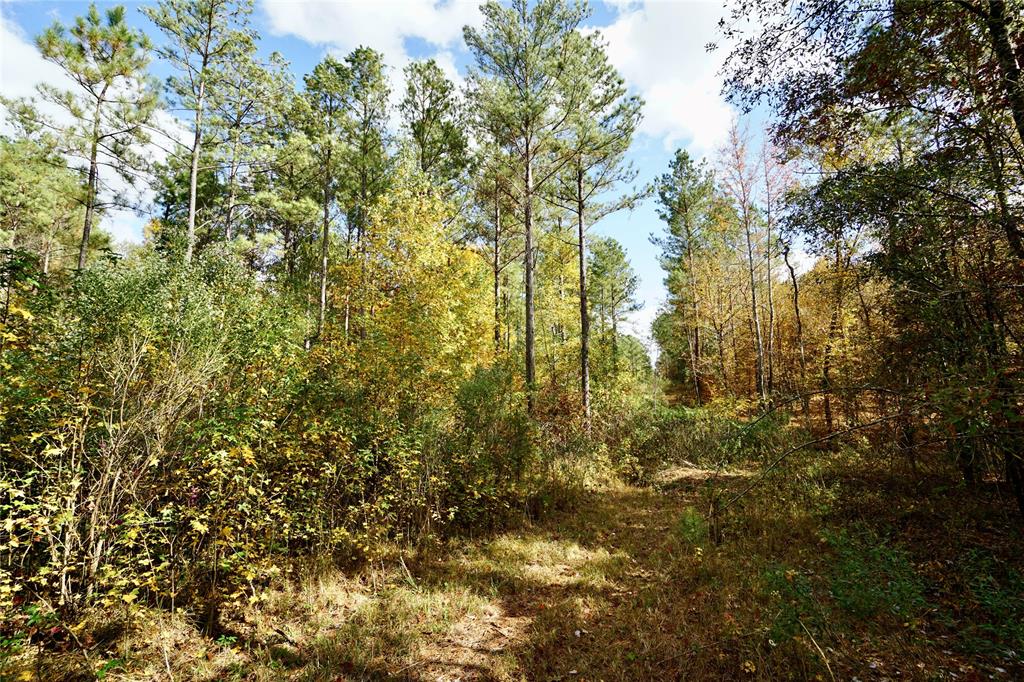 0 Old Plain Dealing Road Property Photo 15