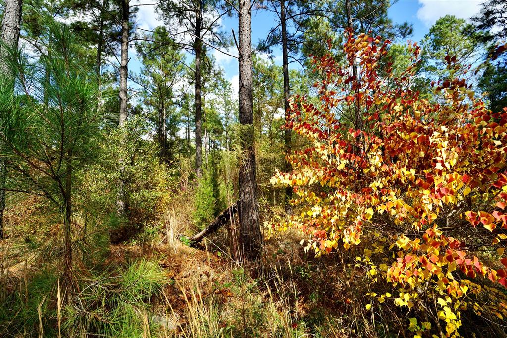 0 Old Plain Dealing Road Property Photo 17
