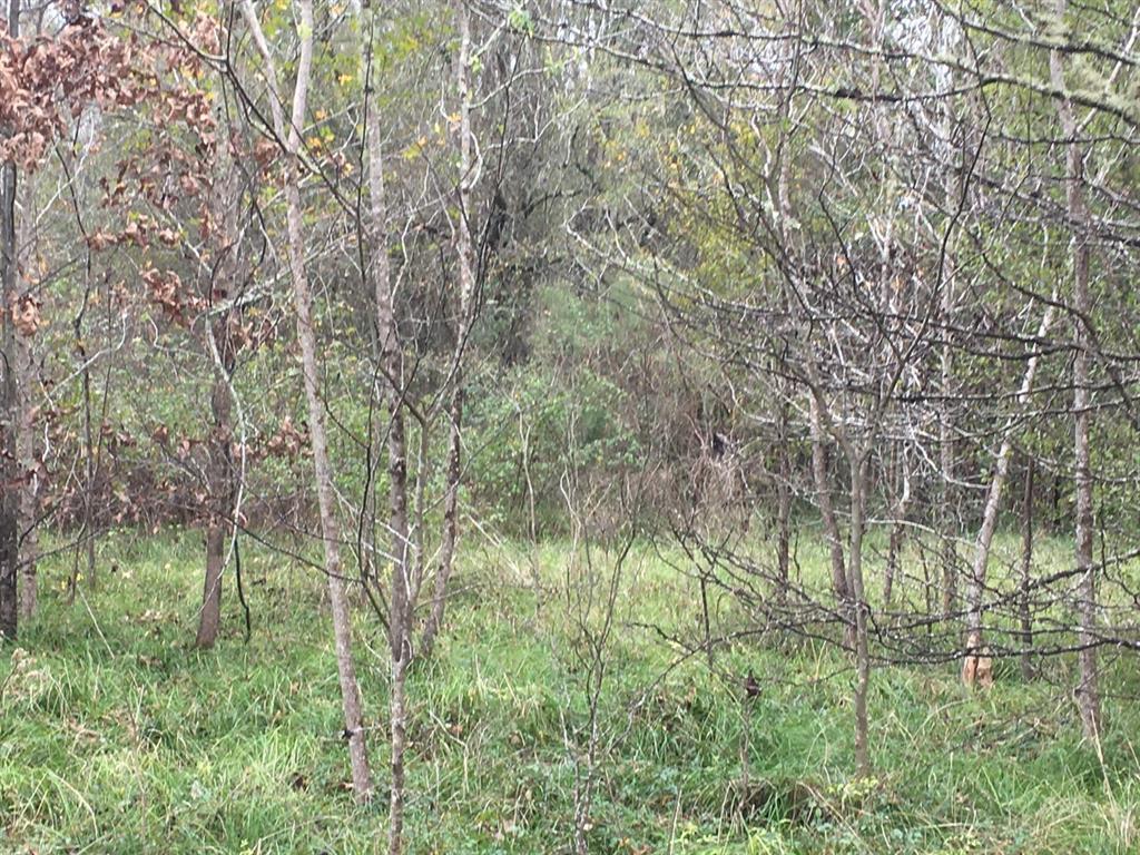Tbd Big Creek Property Photo 3