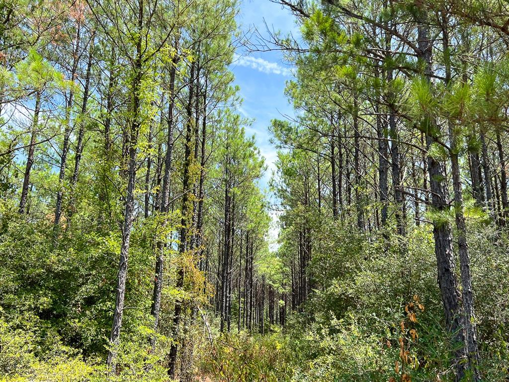 0 Lost Indian Camp Rd Property Photo 9