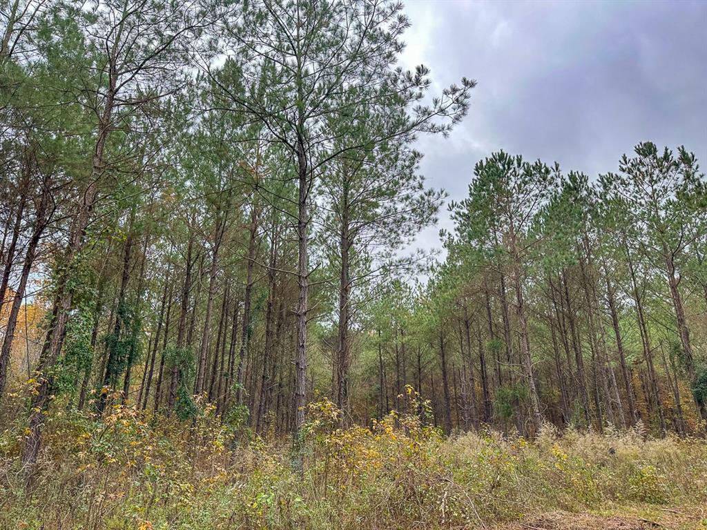 0 Cr 1651 Property Photo 8