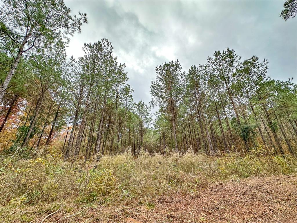 0 Cr 1651 Property Photo 9