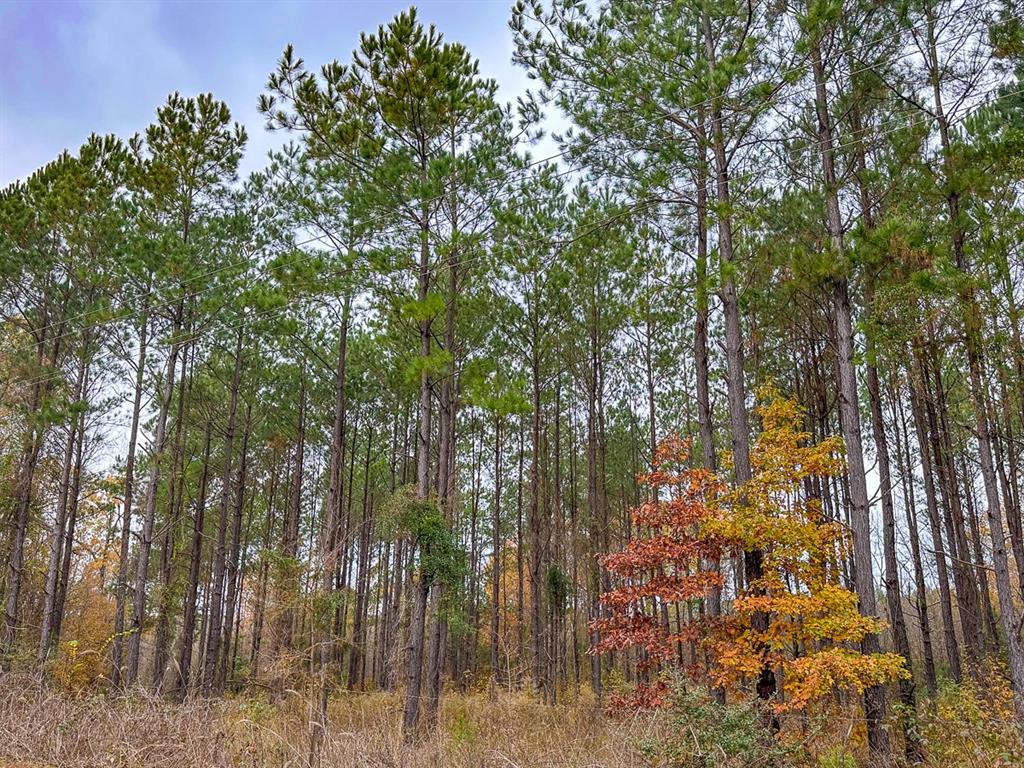 0 Cr 1651 Property Photo 15