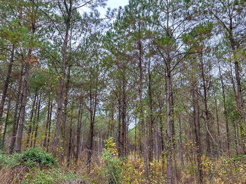 0 Cr 1651 Property Photo 16