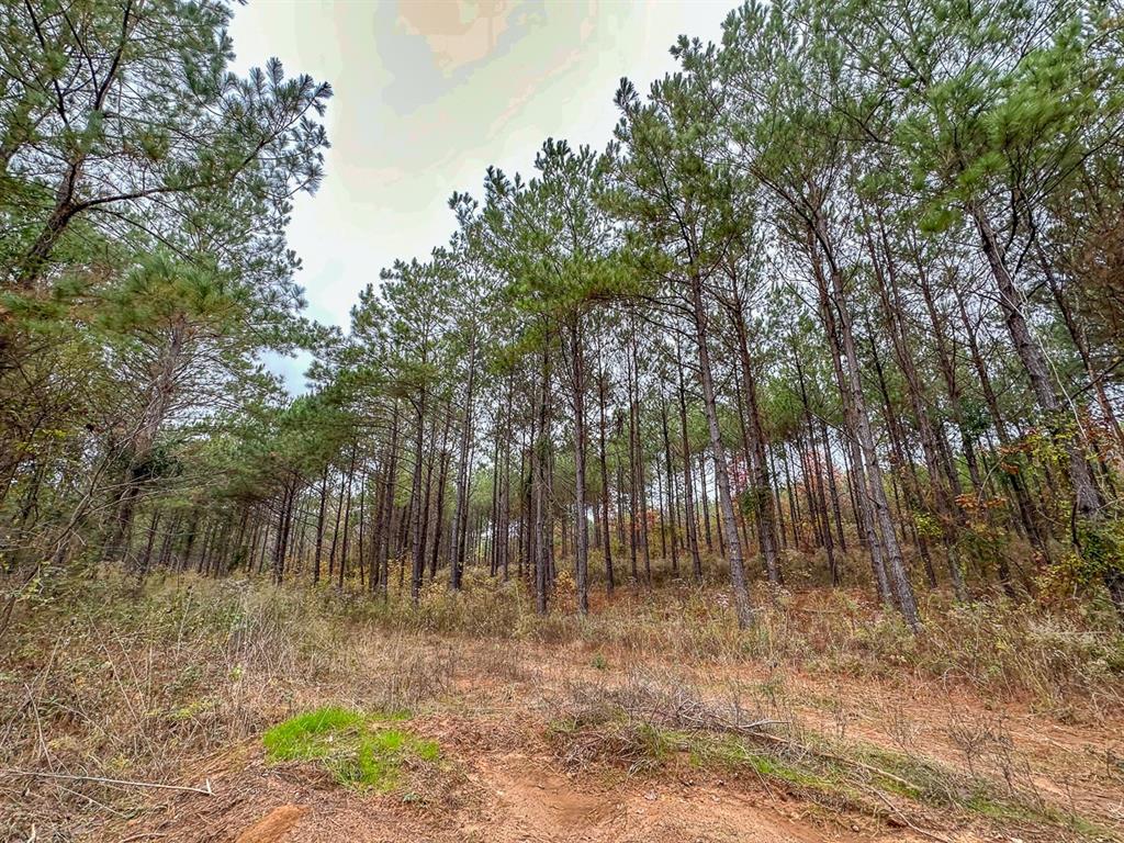 0 Cr 1651 Property Photo 23