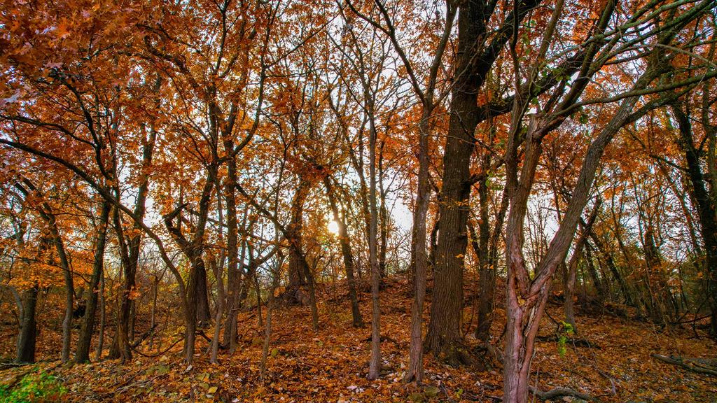 432 Acres Slickum Slough Road Property Photo 8