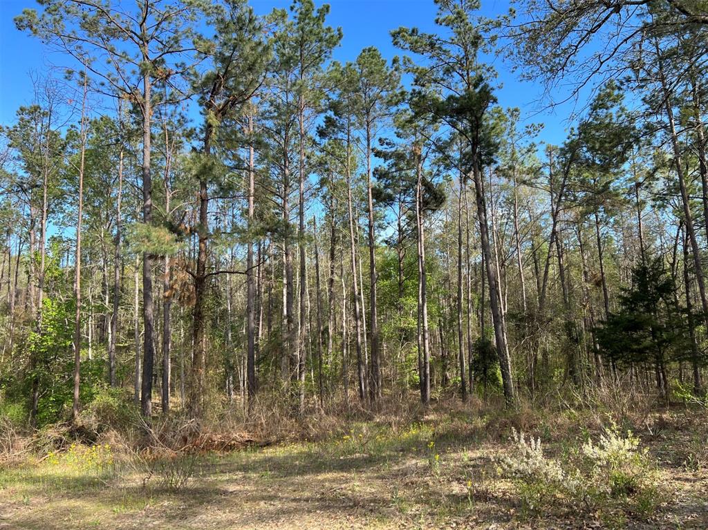 000 County Road 434 Property Photo 11