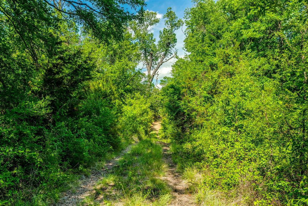 Tbd County Road 175 Property Photo 10