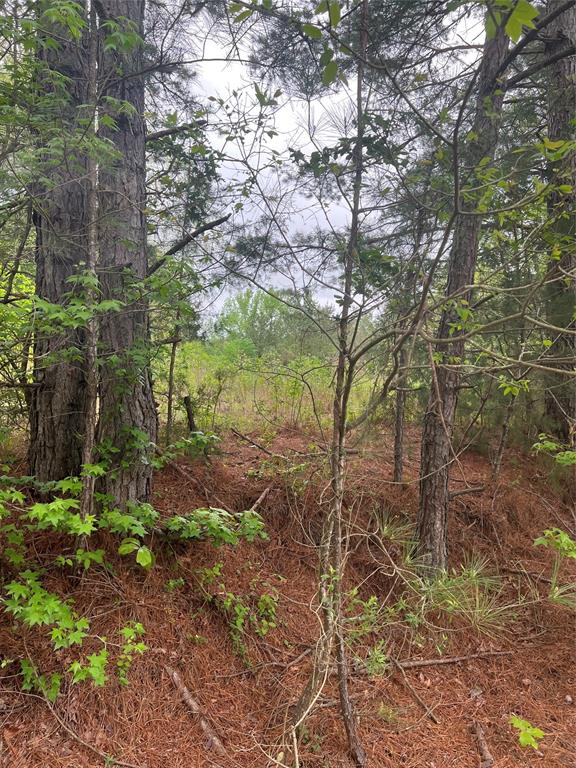 Tbd County Road 316 Property Photo 14