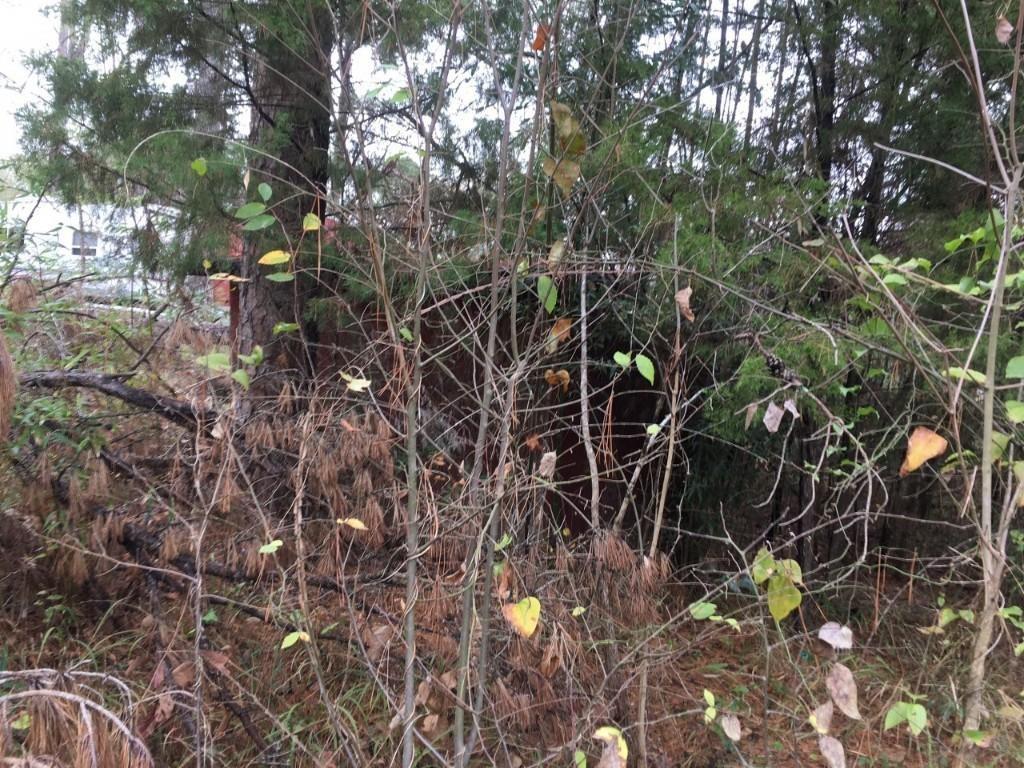 000 Forest Hill Drive Property Photo 3
