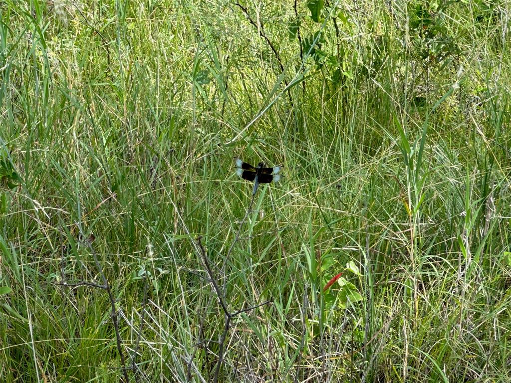 863 Pitchpole Circle Property Photo 8