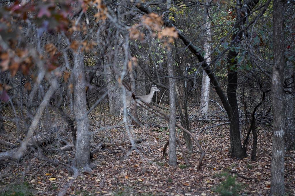 800 Boling Ranch Road Property Photo 3