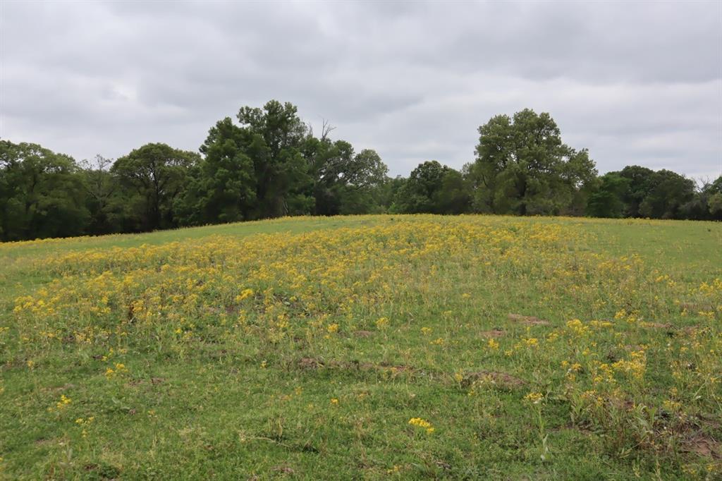 Tbd Rs County Road 2365 Property Photo 1
