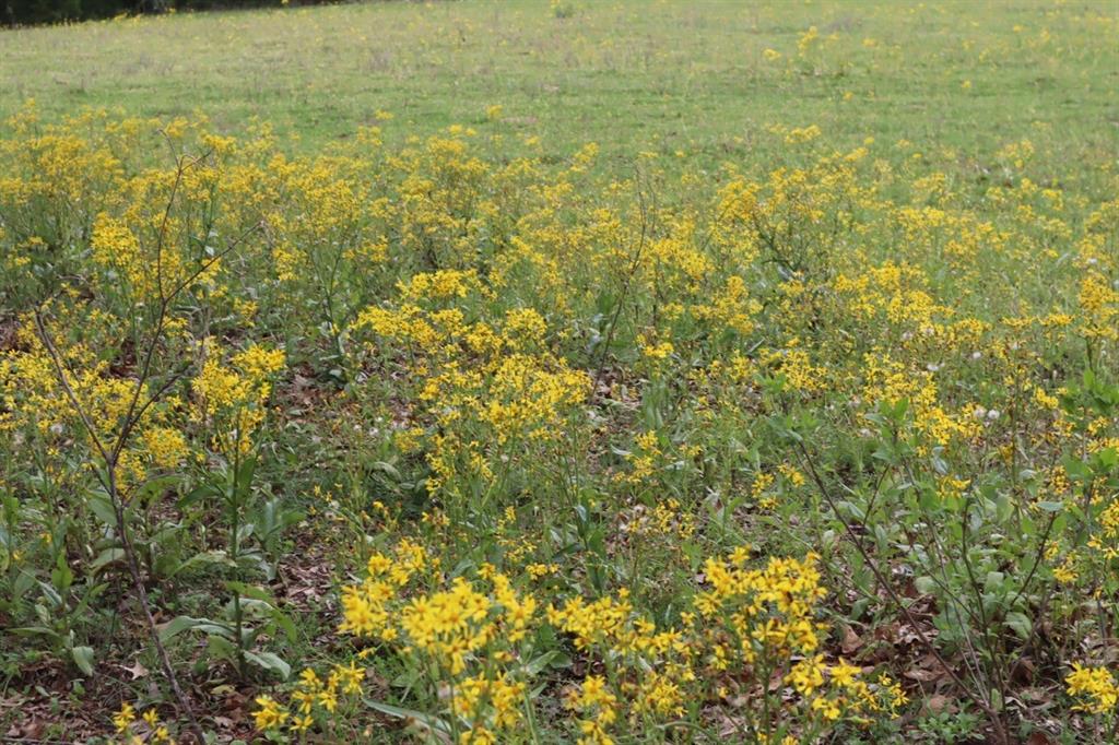 Tbd Rs County Road 2365 Property Photo 2