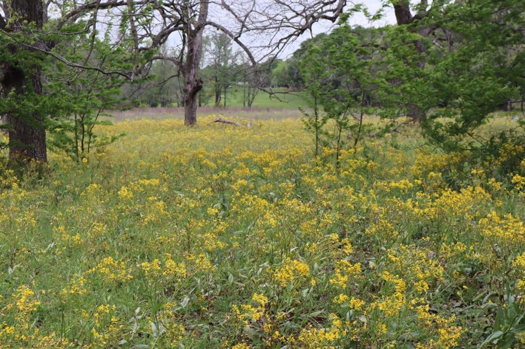 Tbd Rs County Road 2365 Property Photo 3