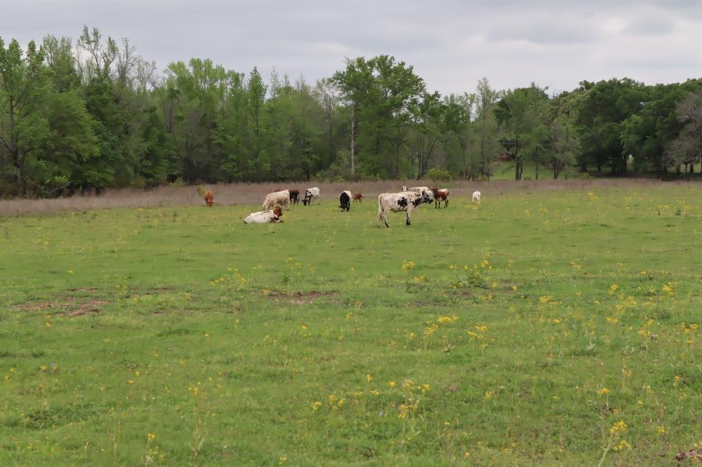 Tbd Rs County Road 2365 Property Photo 12