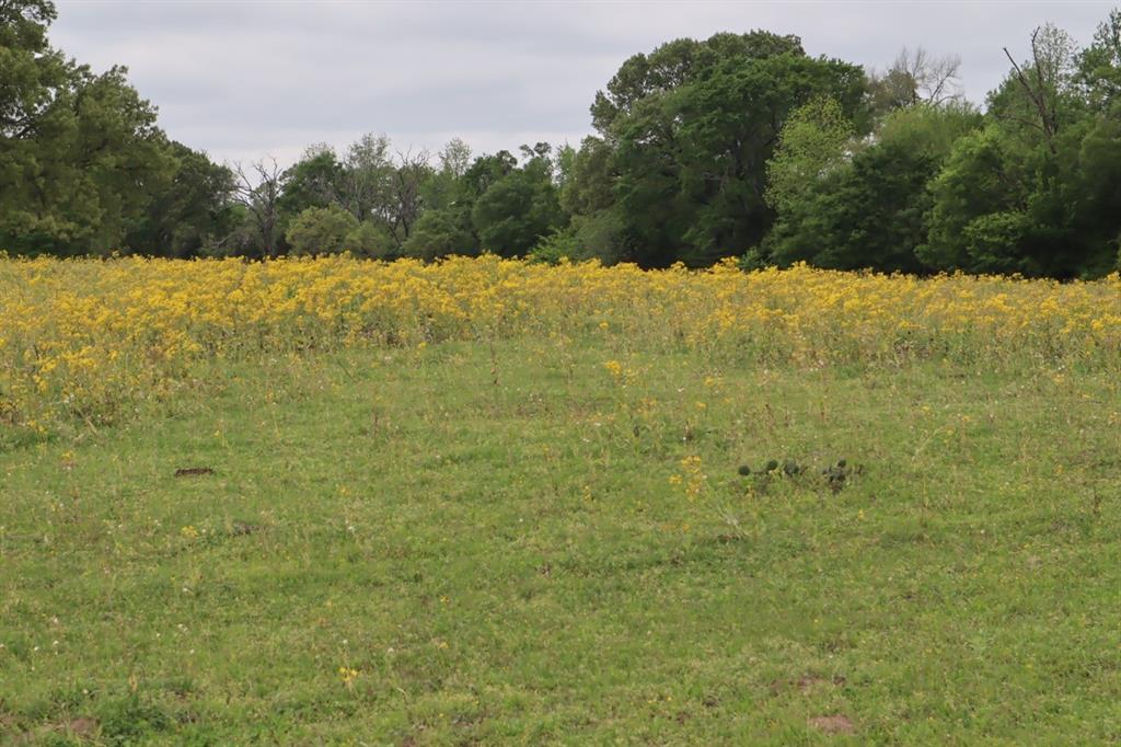 Tbd Rs County Road 2365 Property Photo 13