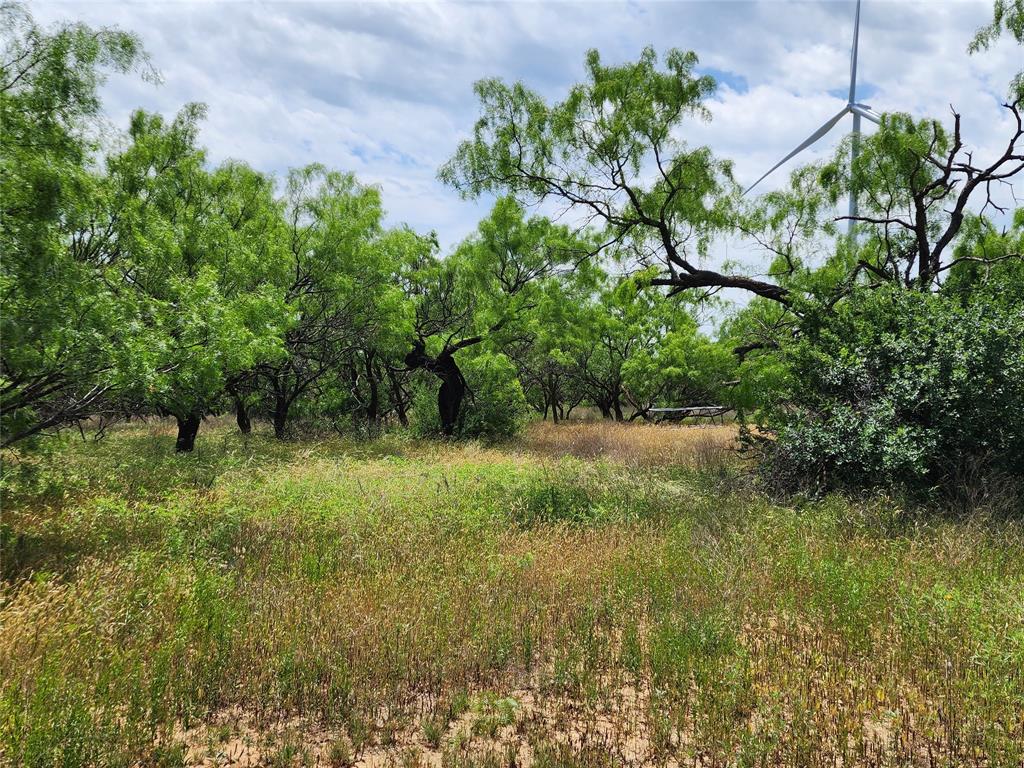 Tbd County Road 125 Property Photo 5