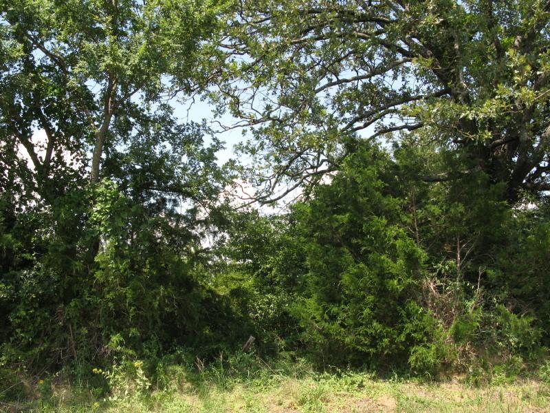 Tbd Van Zandt County Road 1111 Property Photo 8