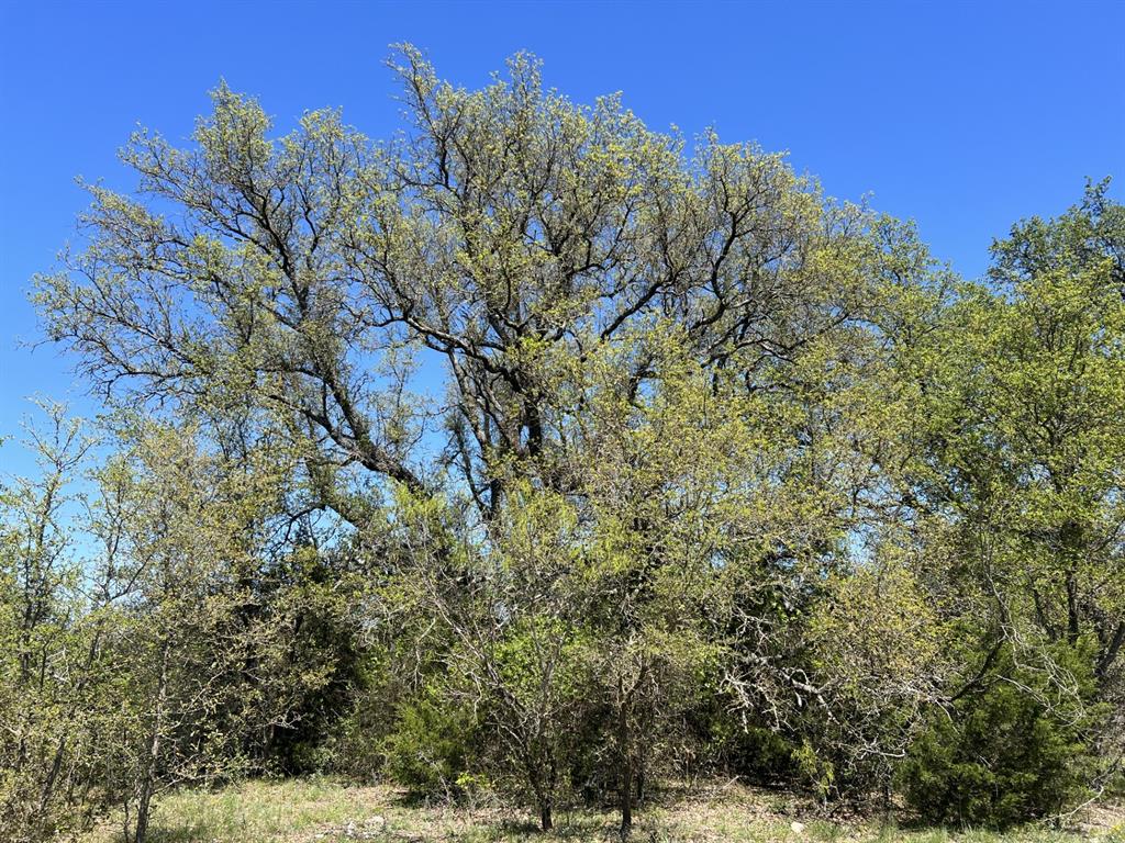 Tbd County Road 434 Property Photo 15