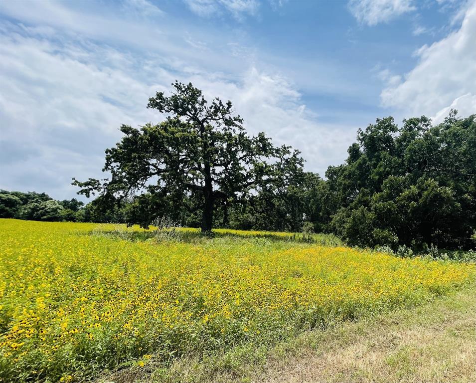 1037 Gonzollas Road Property Photo 4