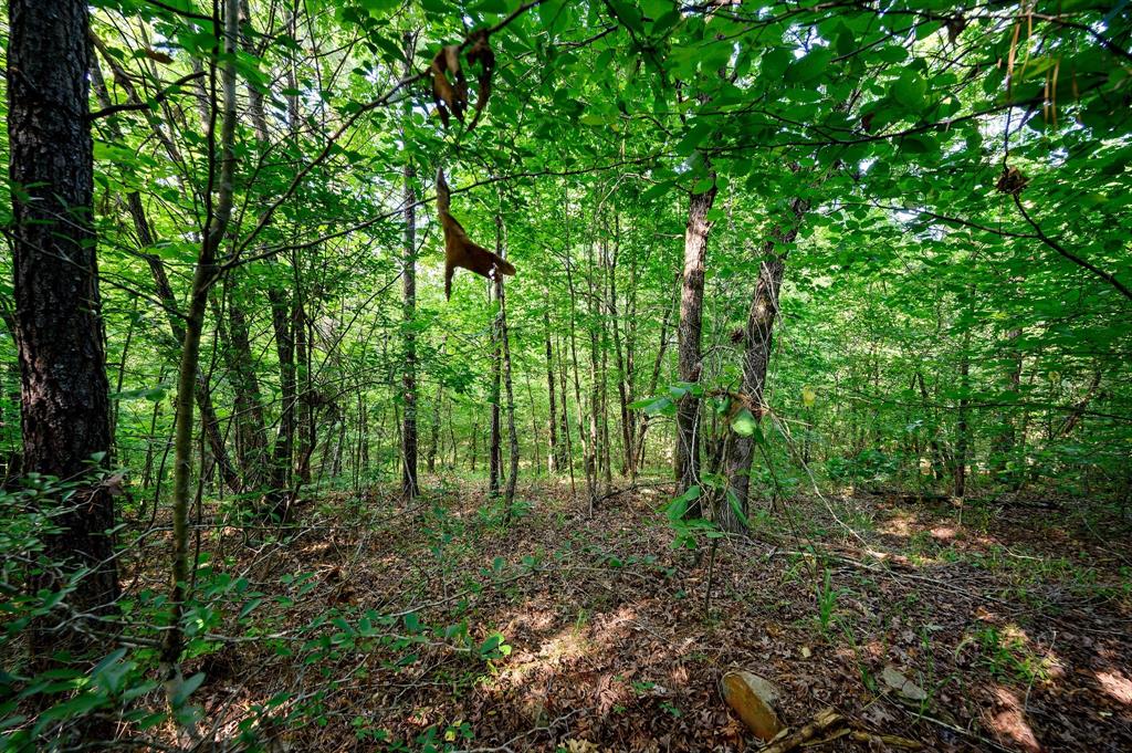 66 Aged Acacia Trail Property Photo 6