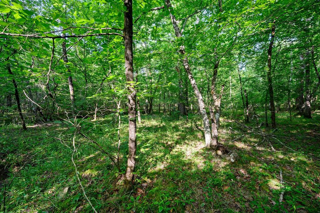66 Aged Acacia Trail Property Photo 8