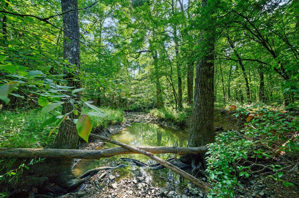 66 Aged Acacia Trail Property Photo 11