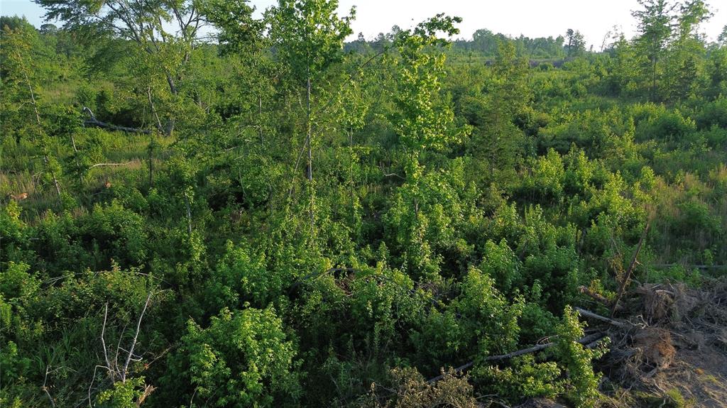 40 Acres Ross Mountain Road Property Photo 23