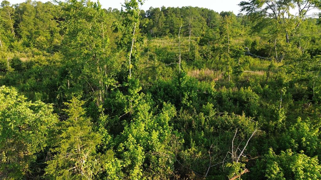 40 Acres Ross Mountain Road Property Photo 24