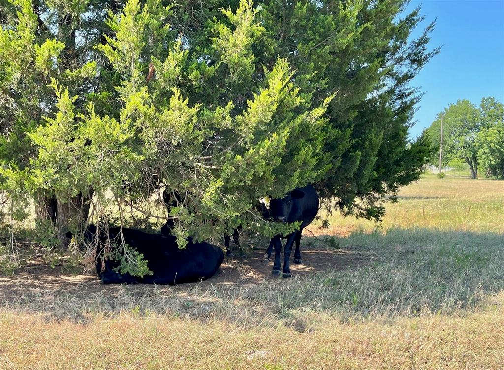 299 Private Road 1452 Property Photo 34