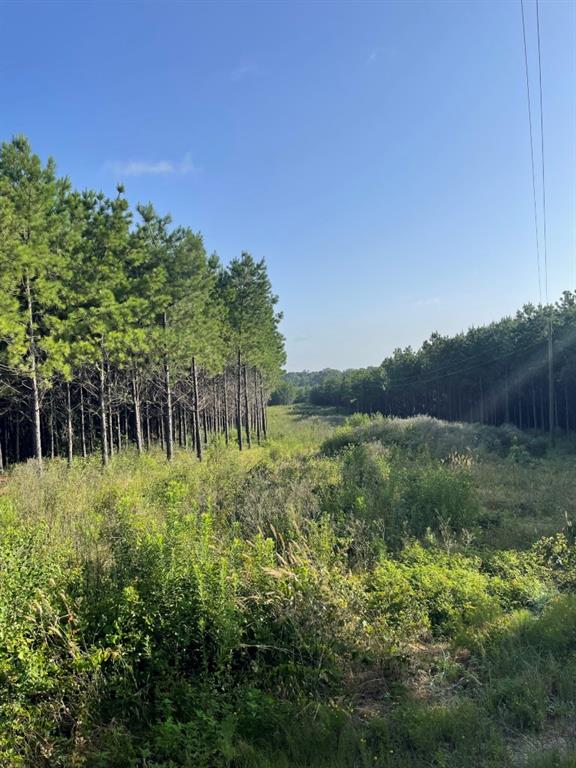 Tbd (lot 45) County Road 1060 Property Photo