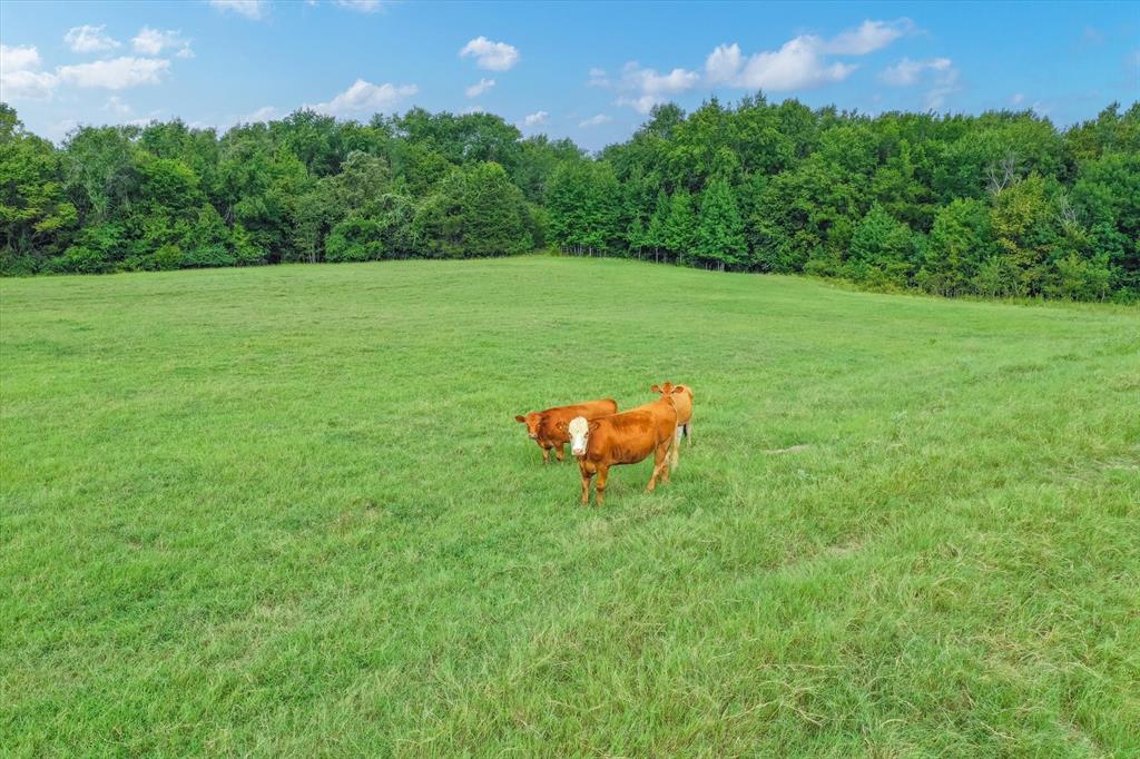 100 (+/-) Acres Fm 773 Property Photo 9