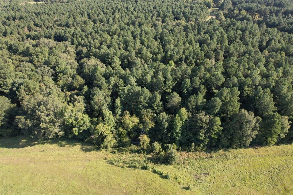 Tbd County Road 168-1 Property Photo 6