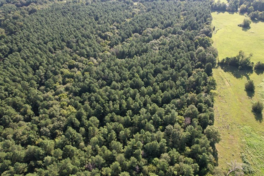 Tbd County Road 168-1 Property Photo 11