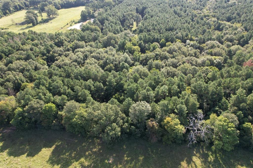Tbd County Road 168-1 Property Photo 16
