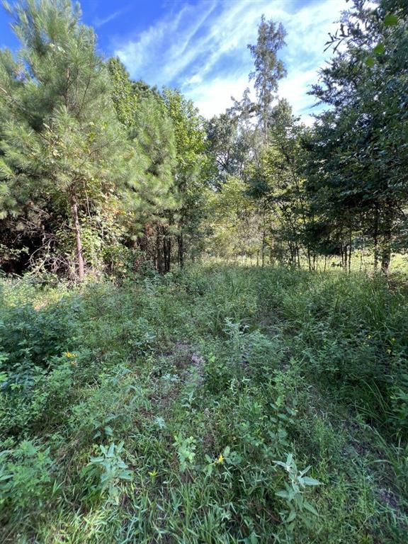 Tbd County Road 168-1 Property Photo 19